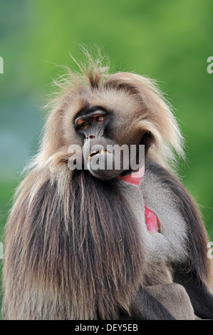 O Gelada babbuino Gelada (Theropithecus gelada), maschio, ricorrenza in Etiopia, captive, Francia Foto Stock