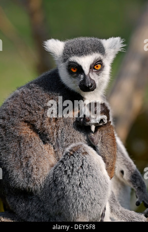 Anello-tailed lemur (Lemur catta), femmina con giovani, ricorrenza in Madagascar, captive, Germania Foto Stock