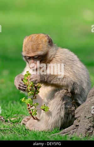 Barbary macaque o Barberia ape (Macaca sylvanus, Macaca sylvana), la delinquenza giovanile, la ricorrenza in Marocco, Algeria e Gibilterra Foto Stock