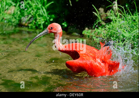 Scarlet Ibis (Eudocimus ruber), prendere un bagno, ricorrenza in Sud America, captive, Paesi Bassi Foto Stock