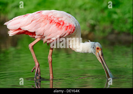 Roseate Spoonbill (Ajaia ajaja, Platalea ajaja), foraggio per il cibo, Florida, Stati Uniti Foto Stock