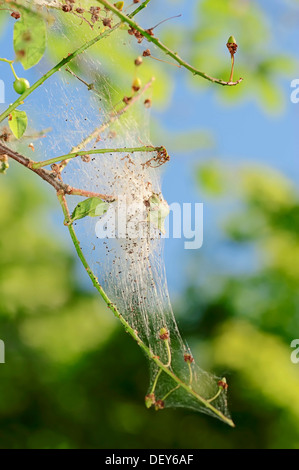 Bird cherry-moth (Yponomeuta evonymella), cocoon, Nord Reno-Westfalia, Germania Foto Stock