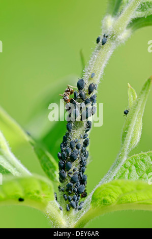 Formica (Formica sp.) e gli afidi (Aphis sp.), Nord Reno-Westfalia, Germania Foto Stock