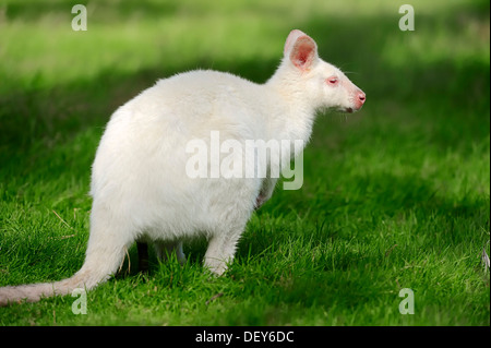 Rosso-un wallaby dal collo (Macropus rufogriseus), sottospecie di Tasman Bennett's Wallaby, Albino, ricorrenza in Australia, captive Foto Stock