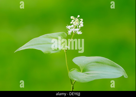 Falso Il giglio della valle o può lily (Maianthemum bifolium), Nord Reno-Westfalia, Germania Foto Stock