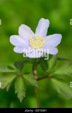 "Robinsoniana' legno anemone, windflower o thimbleweed (Anemone nemorosa ,), Nord Reno-Westfalia, Germania Foto Stock