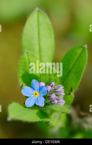 Dimenticare alpino-me-non (Myosotis alpestris), Baviera, Germania Foto Stock