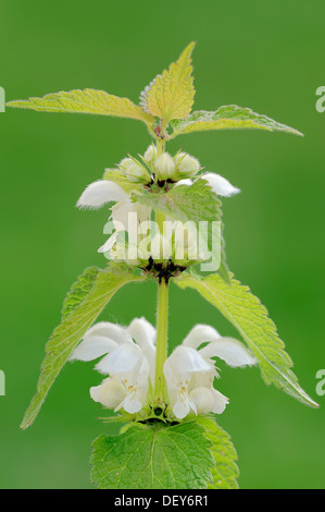 Ortica bianca o bianco morti di ortica Lamium (album), stelo con fiori, Renania settentrionale-Vestfalia, Germania Foto Stock