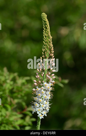 Coda di volpe Lily (Eremurus robustus), ricorrenza in Asia, Nord Reno-Westfalia, Germania Foto Stock