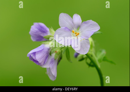 La scala di Giacobbe o greca di Valeriano (Polemonium caeruleum), Nord Reno-Westfalia, Germania Foto Stock