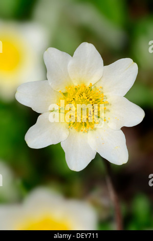 Montagna bianca Avens, Dryas bianco o bianco (Dryad Dryas octopetala), fioritura, Baviera, Germania Foto Stock