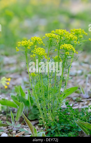 Il cipresso (Euforbia Euphorbia cyparissias), Nord Reno-Westfalia, Germania Foto Stock