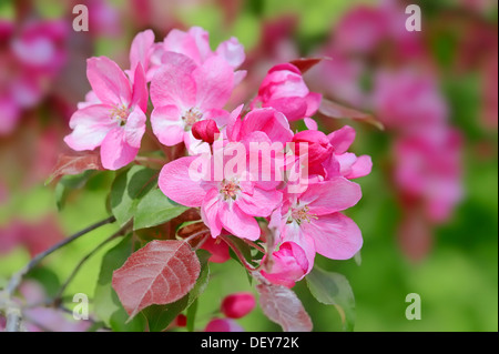 Profusione, Crabapple (Malus X moerlandsii), fiori, Bergkamen, Renania settentrionale-Vestfalia, Germania Foto Stock