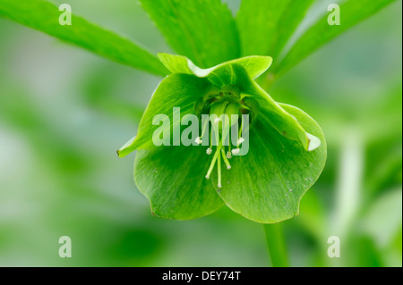 Veratro verde (Helleborus viridis), fiore, Renania settentrionale-Vestfalia, Germania Foto Stock