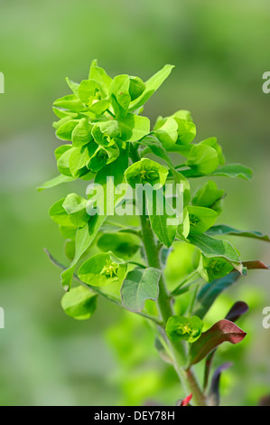 Legno (Euforbia Euphorbia amygdaloides), Nord Reno-Westfalia, Germania Foto Stock