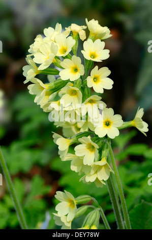 Oxlip o vero Oxlip (Primula elatior), in fiore, Renania settentrionale-Vestfalia, Germania Foto Stock