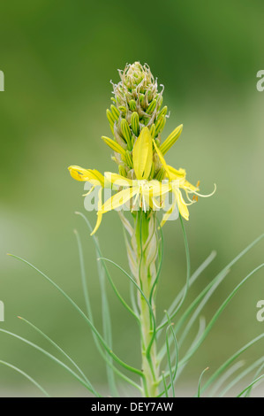 Re della lancia, giallo Asphodel (Asphodeline lutea), ricorrenza nella regione del Mediterraneo, Nord Reno-Westfalia, Germania Foto Stock