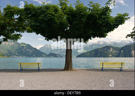 Panchine sul lungomare, Weggis, il Lago di Lucerna, il cantone di Lucerna, Svizzera, Europa Foto Stock