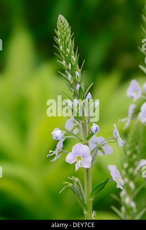 La genziana Speedwell (Veronica gentianoides), Nord Reno-Westfalia, Germania Foto Stock