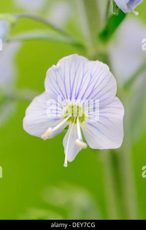 La genziana Speedwell (Veronica gentianoides), fioritura, Nord Reno-Westfalia, Germania Foto Stock