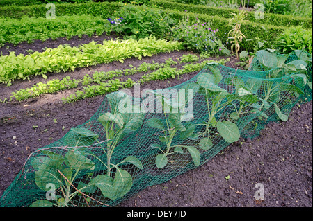 Patch di vegetali con cavolo bianco (Brassica oleracea convar. capitata f. alba), Bergkamen, Renania settentrionale-Vestfalia, Germania Foto Stock