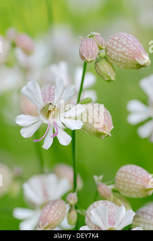 La vescica Campion (Silene vulgaris), Nord Reno-Westfalia, Germania Foto Stock