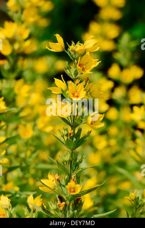 Avvistato (Loosestrife Lysimachia punctata), Nord Reno-Westfalia, Germania Foto Stock