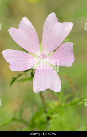 Maggiore muschio-malva, cut-lasciava malva, Vervain Mallow o Hollyhock Malva (Malva alcea), fioritura, Renania settentrionale-Vestfalia Foto Stock