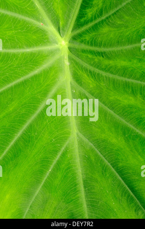 Taro, coco yam, o Eddoe (Colocasia esculenta), leaf dettaglio, Renania settentrionale-Vestfalia, Germania Foto Stock