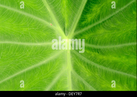 Taro, coco yam, o Eddoe (Colocasia esculenta), leaf dettaglio, Renania settentrionale-Vestfalia, Germania Foto Stock