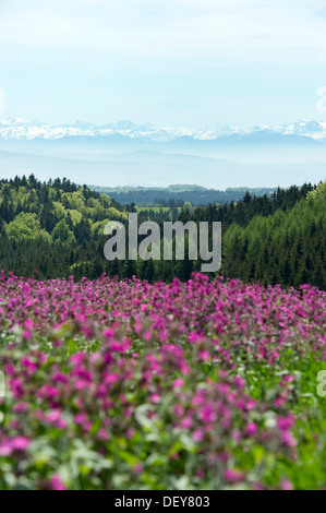 Prato con fiori di primavera, vicino Hoechenschwand, Alpi svizzere sul retro, Foresta Nera, Baden-Wuerttemberg Foto Stock