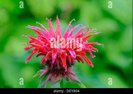 Il bergamotto selvatico o Bee Balm (Monarda fistulosa, ibrido), fioritura, Renania settentrionale-Vestfalia, Germania Foto Stock