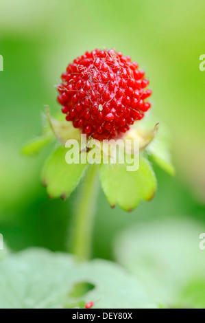 Simulazione di fragola, Gurbir, Indiano di fragole o False Fragole (Duchesnea indica, Potentilla indica), frutta, ricorrenza in Asia Foto Stock