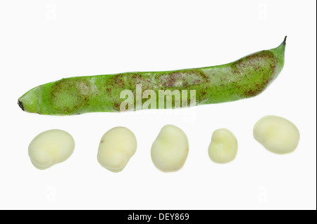 Broad bean o bean di fava (Vicia faba), pod e fagioli, Bergkamen, Renania settentrionale-Vestfalia, Germania Foto Stock
