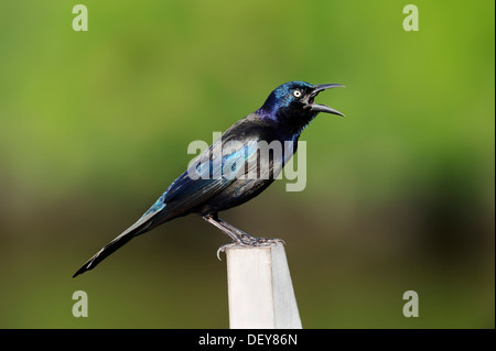 Grackle comune (Quiscalus quiscula), maschio a cantare, Everglades National Park, Florida, Stati Uniti Foto Stock