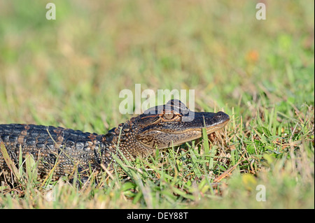 Il coccodrillo americano (Alligator mississippiensis), hatchling, Everglades National Park, Florida, Stati Uniti Foto Stock