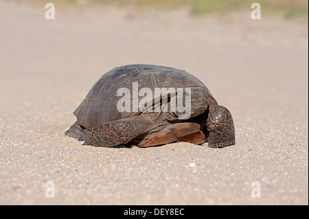 Gopher tartaruga (Gopherus polyphemus), Florida, Stati Uniti Foto Stock