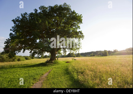 La cosiddetta 'Mozart Oak' a Kloster Seeon Abbey, Seeon, regione Chiemgau, Bavaria Foto Stock