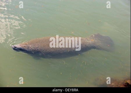 Florida lamantino (Trichechus manatus latirostris), Merritt Island, Florida, Stati Uniti Foto Stock