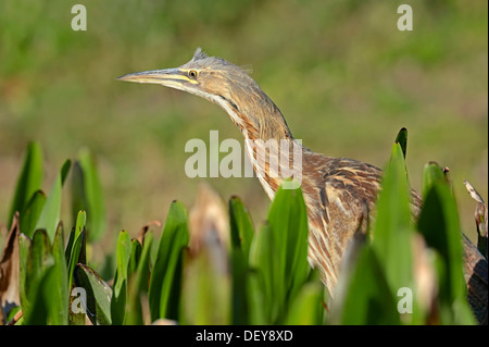 American Tarabuso (Botaurus lentiginosus), Everglades National Park, Florida, Stati Uniti Foto Stock