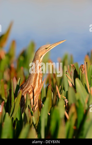 American Tarabuso (Botaurus lentiginosus), Everglades National Park, Florida, Stati Uniti Foto Stock