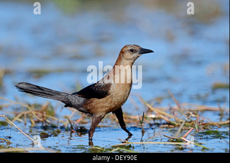 Barca-tailed Grackle (Quiscalus major), femmina, Florida, Stati Uniti Foto Stock