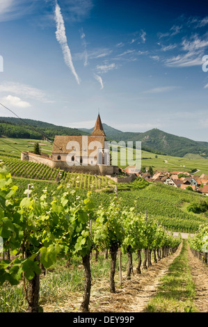 Chiesa di San Jacques, paesaggio e vigneti, Hunawihr, Alsazia, Francia, Europa Foto Stock