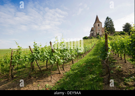 Chiesa di San Jacques e vigneti, Hunawihr, Alsazia, Francia, Europa Foto Stock