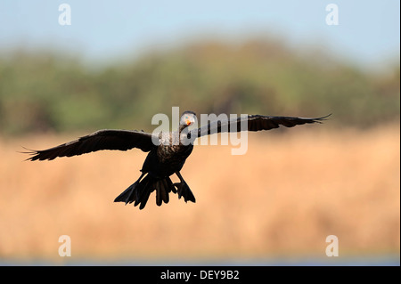 Double-crested cormorano (Phalacrocorax auritus), in volo, Everglades National Park, Everglades Nationalpark, Florida Foto Stock