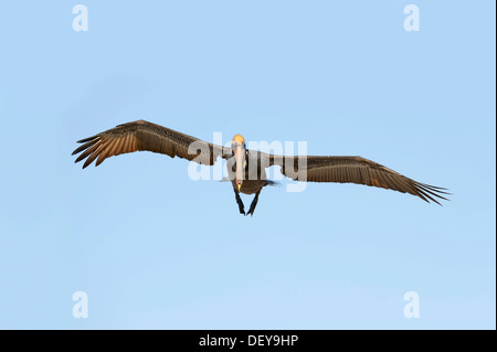 Pellicano marrone (Pelecanus occidentalis) in volo, Sanibel Island, Florida, Stati Uniti Foto Stock