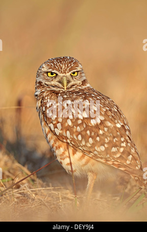 Scavando Il Gufo (Speotyto cunicularia, Athene cunicularia), Florida, Stati Uniti Foto Stock