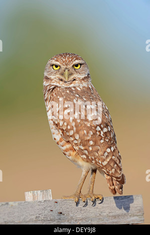 Scavando Il Gufo (Speotyto cunicularia, Athene cunicularia), Florida, Stati Uniti Foto Stock