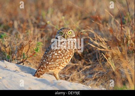 Scavando Il Gufo (Speotyto cunicularia, Athene cunicularia), Florida, Stati Uniti Foto Stock