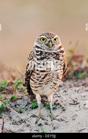 Scavando Il Gufo (Speotyto cunicularia, Athene cunicularia), Florida, Stati Uniti Foto Stock